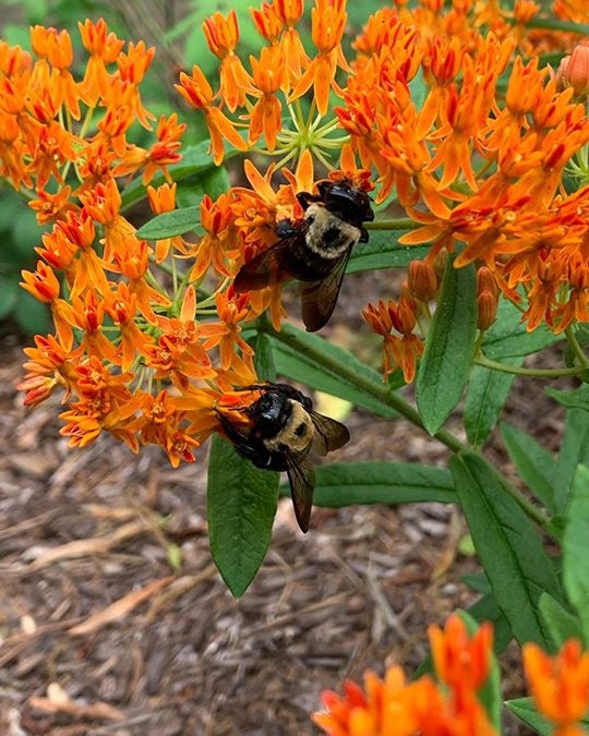 Garden Stalwarts