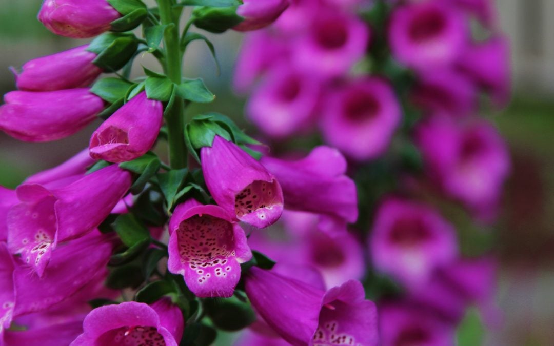 Foxglove